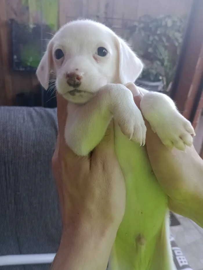 Cachorro raça SRD-ViraLata idade Abaixo de 2 meses nome sem nome
