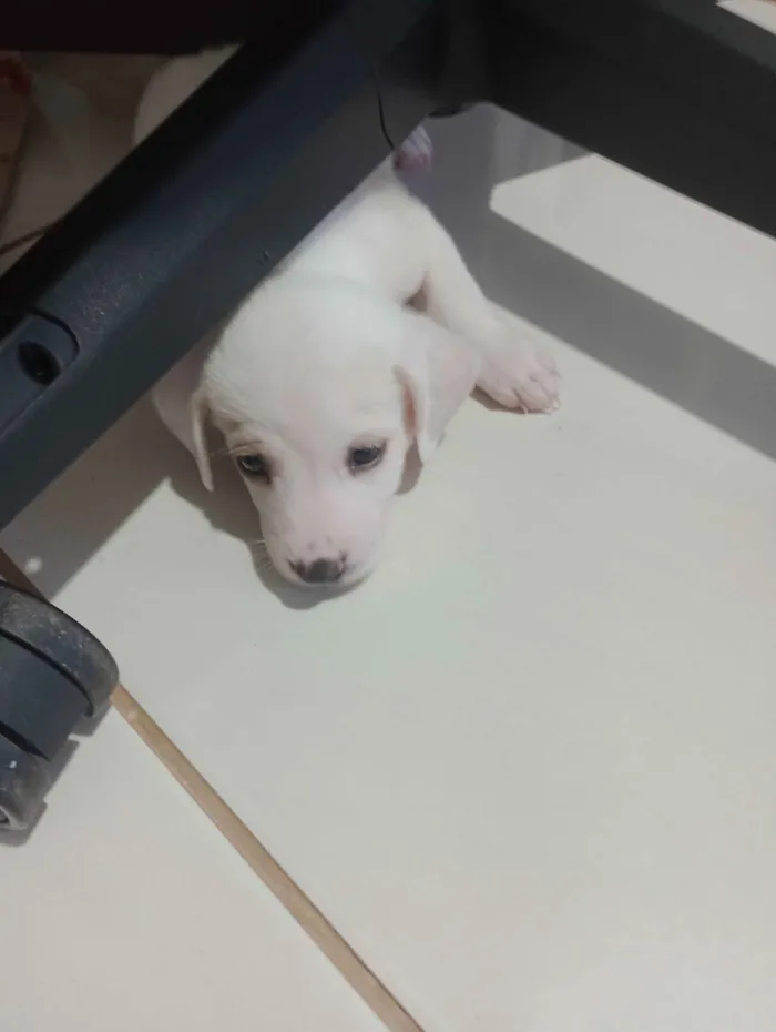 Cachorro raça SRD-ViraLata idade Abaixo de 2 meses nome sem nome