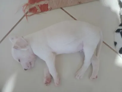 Cachorro raça SRD-ViraLata idade Abaixo de 2 meses nome sem nome