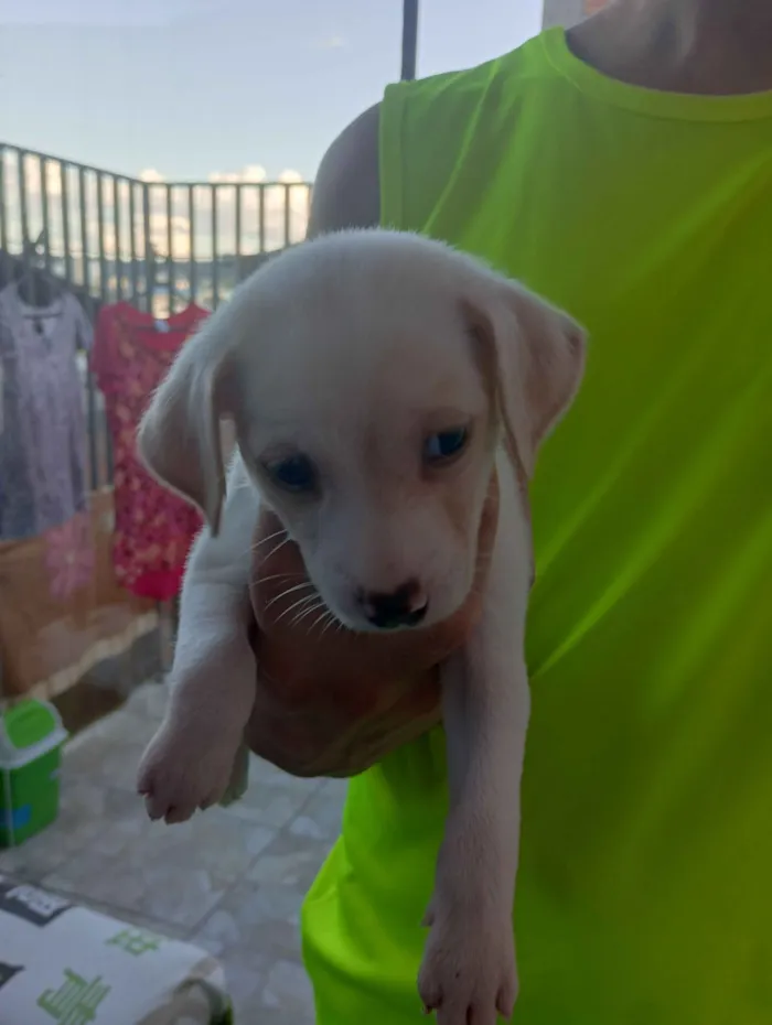 Cachorro raça SRD-ViraLata idade Abaixo de 2 meses nome sem nome