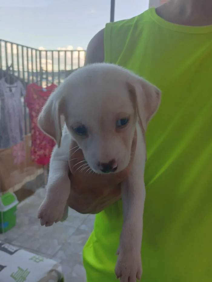 Cachorro raça SRD-ViraLata idade Abaixo de 2 meses nome sem nome