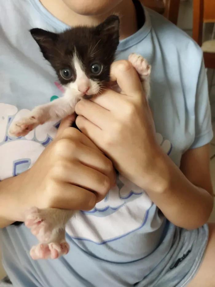 Gato raça SRD-ViraLata idade 2 a 6 meses nome Toddy Junior 