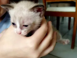 Gato raça SRD-ViraLata idade 2 a 6 meses nome Tomas