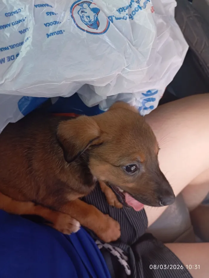 Cachorro raça SRD-ViraLata idade 2 a 6 meses nome amora 