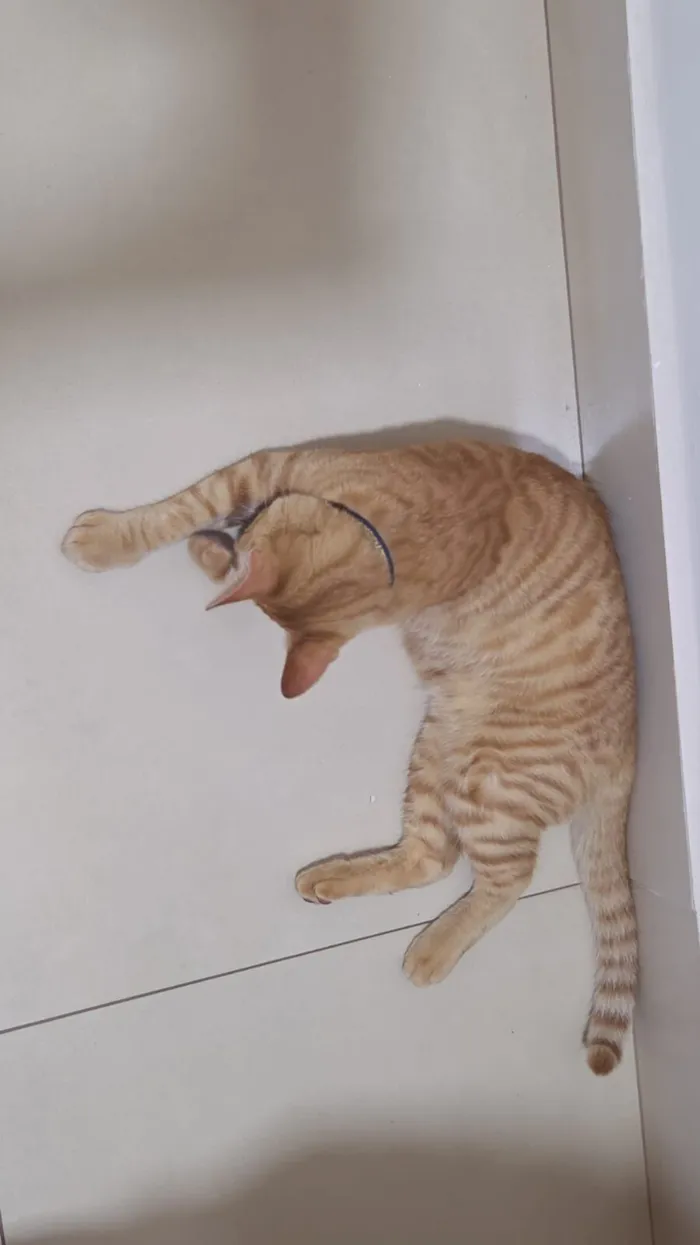 Gato raça SRD-ViraLata idade 2 a 6 meses nome Gato laranja 