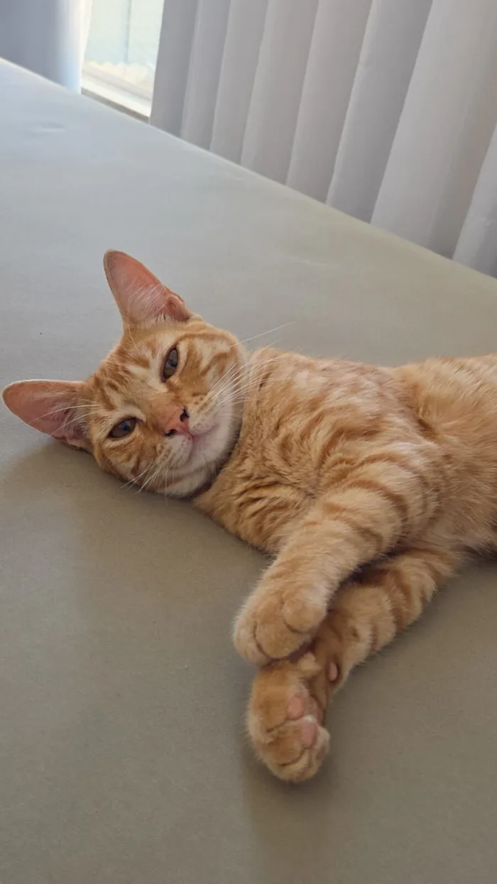 Gato raça SRD-ViraLata idade 2 a 6 meses nome Gato laranja 