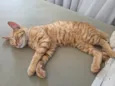 Gato laranja 