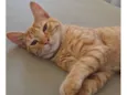 Gato laranja 
