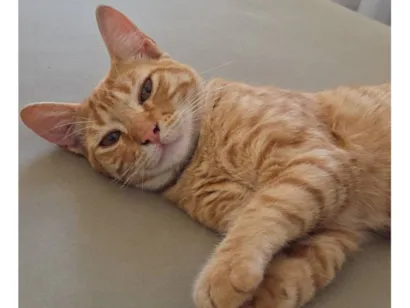 Gato raça SRD-ViraLata idade 2 a 6 meses nome Gato laranja 