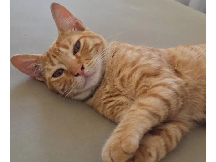 Gato raça SRD-ViraLata idade 2 a 6 meses nome Gato laranja 
