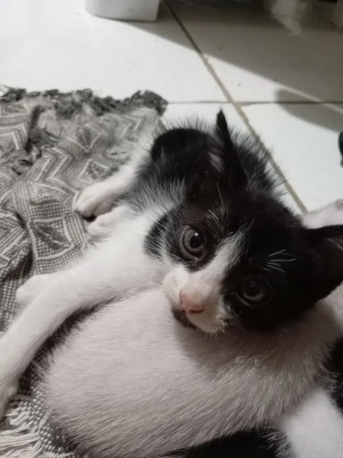 Gato raça SRD-ViraLata idade 2 a 6 meses nome Jefferson 