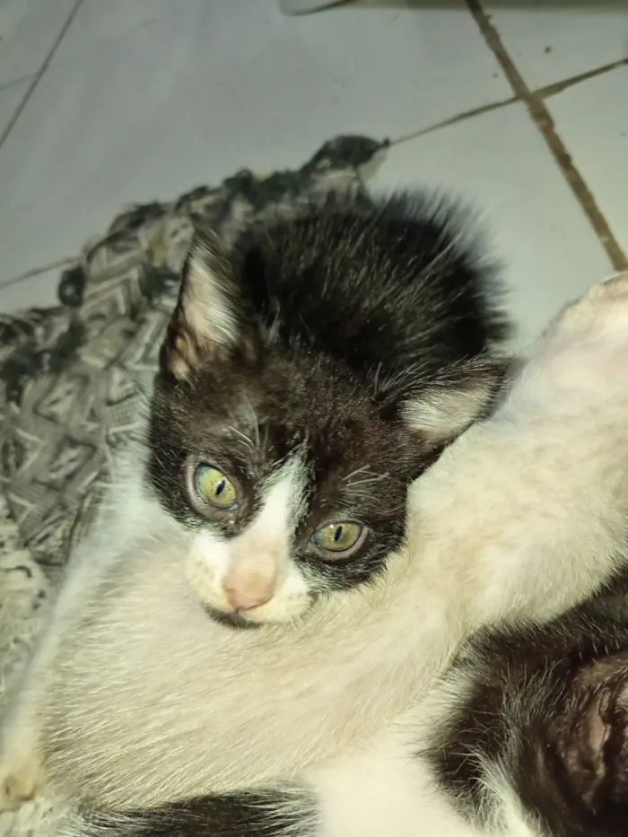 Gato raça SRD-ViraLata idade 2 a 6 meses nome Jefferson 