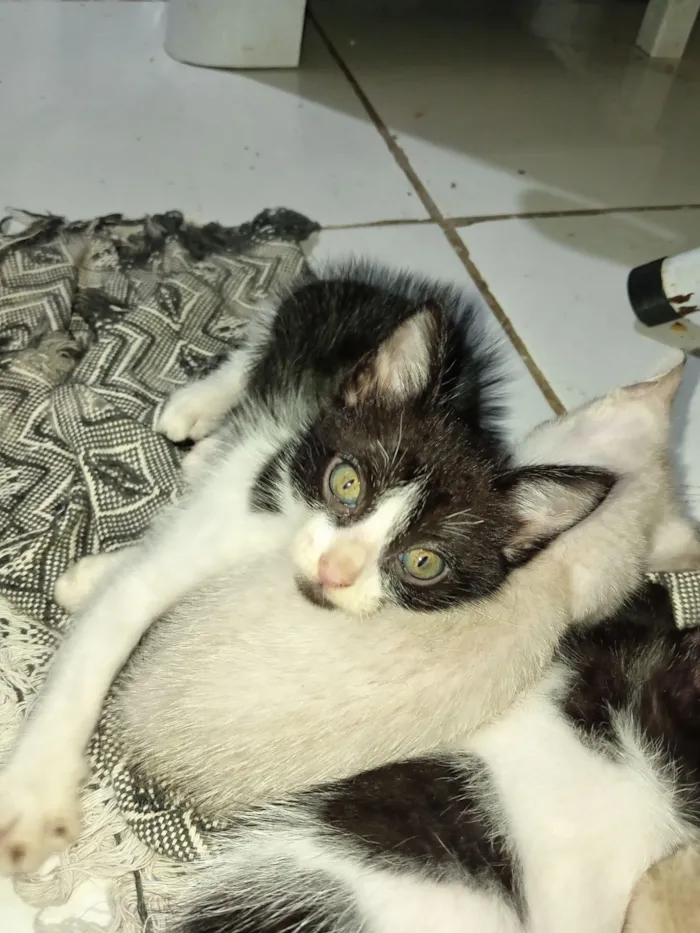 Gato raça SRD-ViraLata idade 2 a 6 meses nome Jefferson 