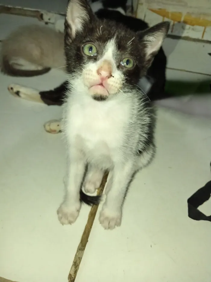 Gato raça SRD-ViraLata idade 2 a 6 meses nome Toddy Junior 