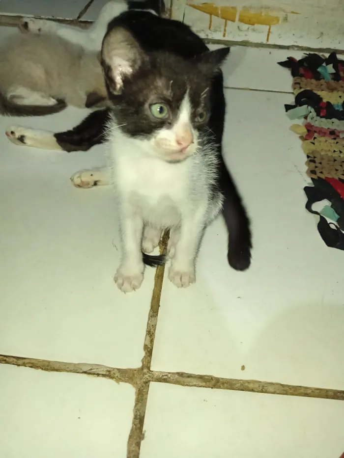 Gato raça SRD-ViraLata idade 2 a 6 meses nome Toddy Junior 
