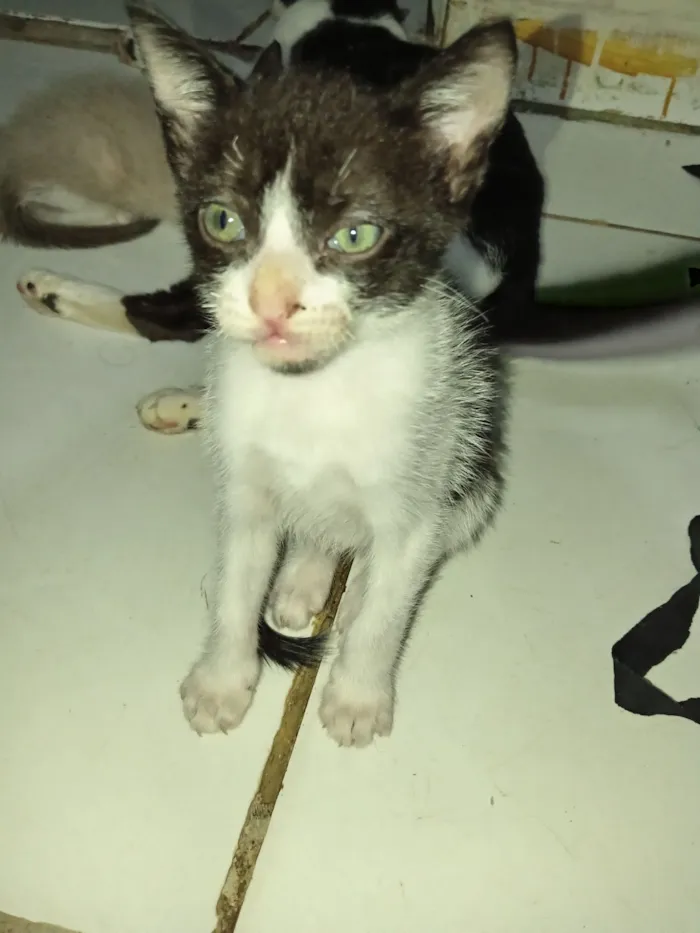 Gato raça SRD-ViraLata idade 2 a 6 meses nome Toddy Junior 