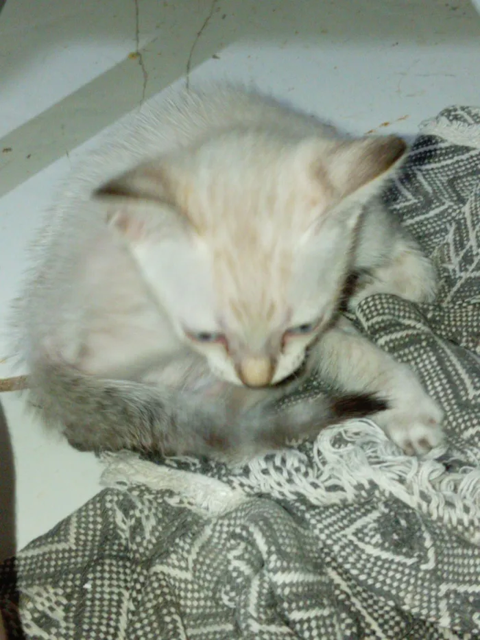 Gato raça SRD-ViraLata idade 2 a 6 meses nome Rosinha 