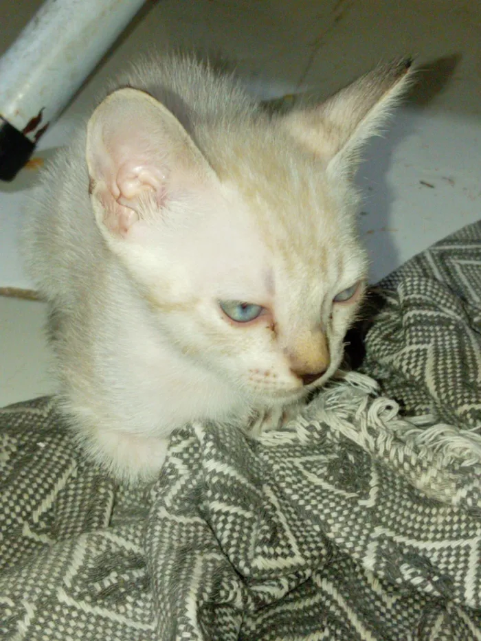 Gato raça SRD-ViraLata idade 2 a 6 meses nome Rosinha 