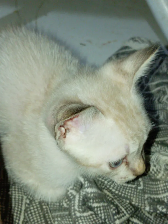 Gato raça SRD-ViraLata idade 2 a 6 meses nome Rosinha 