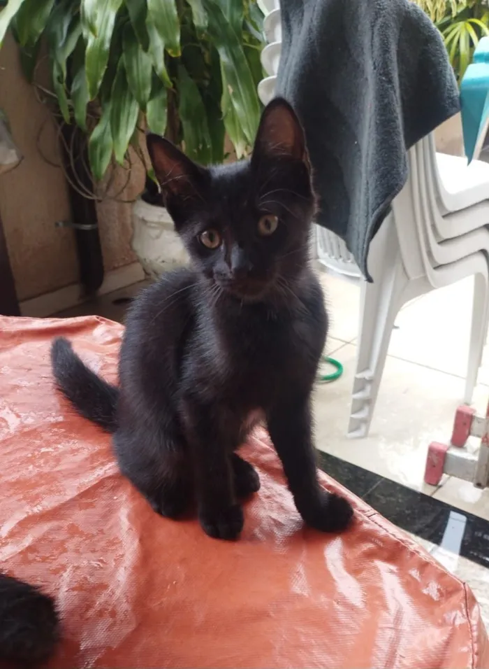 Gato raça SRD-ViraLata idade 2 a 6 meses nome Gabi