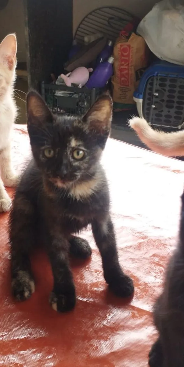 Gato raça SRD-ViraLata idade 2 a 6 meses nome Bia