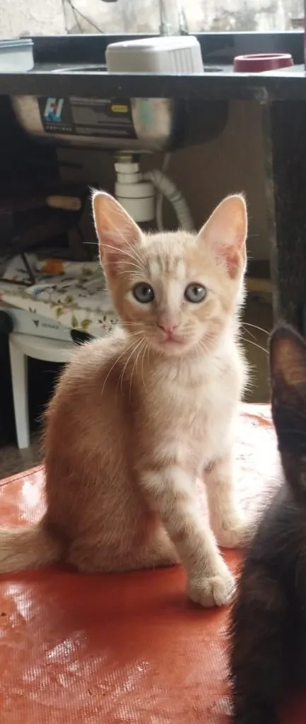 Gato raça SRD-ViraLata idade 2 a 6 meses nome Toy