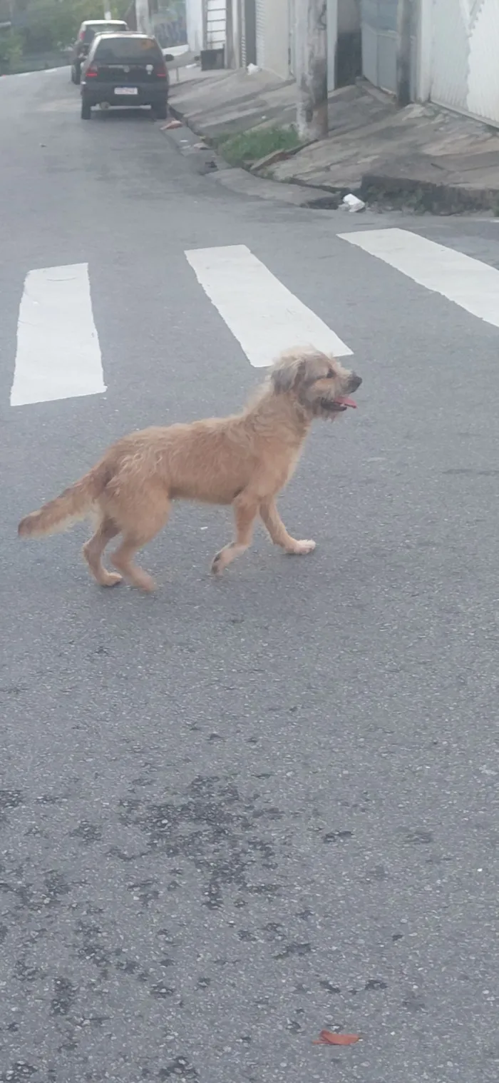 Cachorro raça SRD-ViraLata idade 3 anos nome simba 