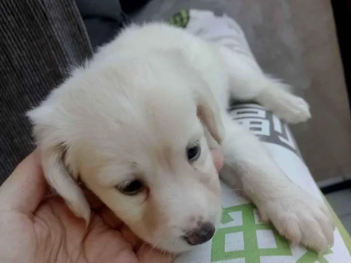 Cachorro raça SRD-ViraLata idade Abaixo de 2 meses nome sem nome