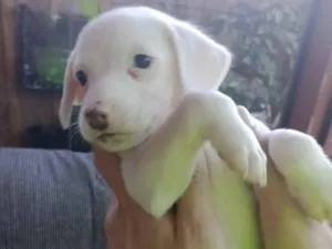 Cachorro raça SRD-ViraLata idade Abaixo de 2 meses nome sem nome