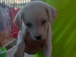 Cachorro raça SRD-ViraLata idade Abaixo de 2 meses nome sem nome