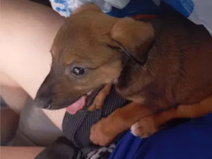 Cachorro raça SRD-ViraLata idade 2 a 6 meses nome amora 