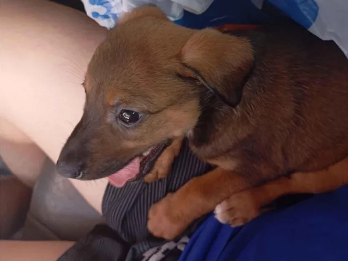 Cachorro raça SRD-ViraLata idade 2 a 6 meses nome amora 