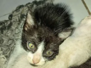 Gato raça SRD-ViraLata idade 2 a 6 meses nome Jefferson 