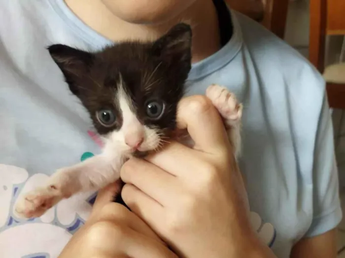 Gato raça SRD-ViraLata idade 2 a 6 meses nome Toddy Junior 