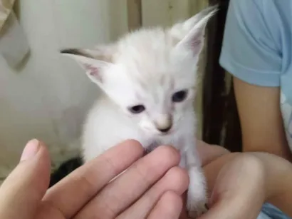 Gato raça SRD-ViraLata idade 2 a 6 meses nome Rosinha 