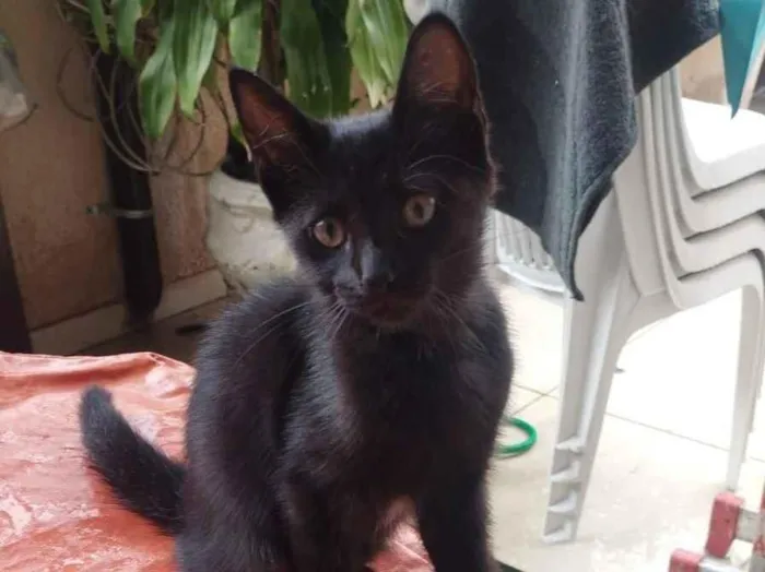 Gato raça SRD-ViraLata idade 2 a 6 meses nome Gabi