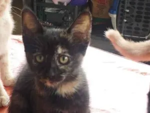 Gato raça SRD-ViraLata idade 2 a 6 meses nome Bia