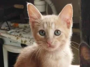 Gato raça SRD-ViraLata idade 2 a 6 meses nome Toy