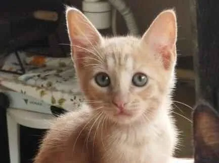 Gato raça SRD-ViraLata idade 2 a 6 meses nome Toy