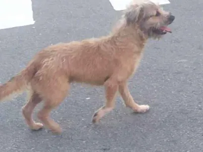 Cachorro raça SRD-ViraLata idade 3 anos nome simba 