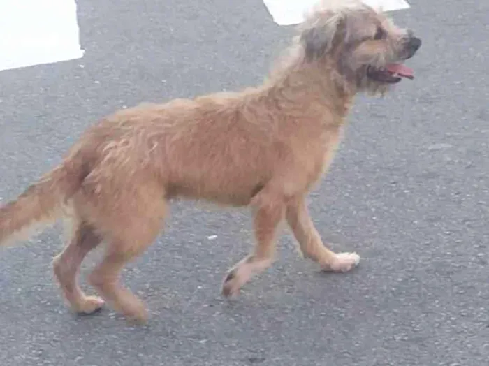 Cachorro raça SRD-ViraLata idade 3 anos nome simba 