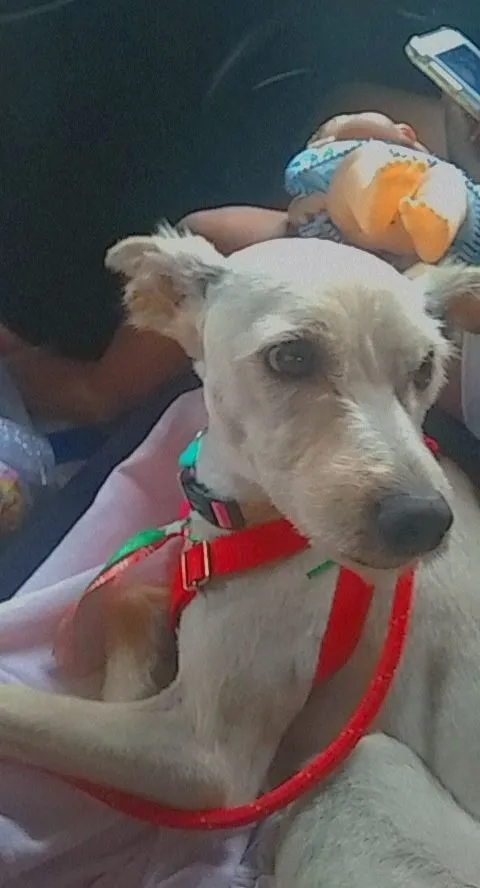 Cachorro raça SRD-ViraLata idade 5 anos nome Bento