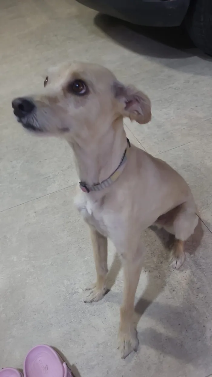 Cachorro raça SRD-ViraLata idade 5 anos nome Bento