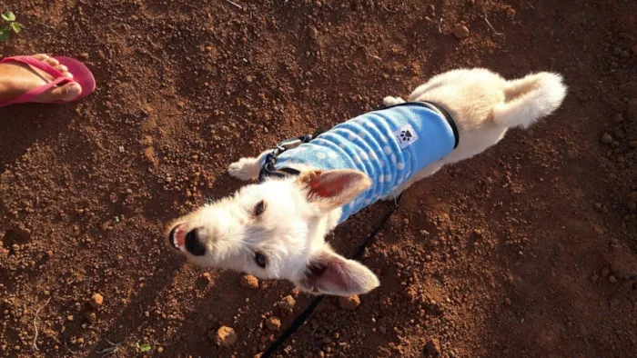 Cachorro raça SRD-ViraLata idade 5 anos nome Bento