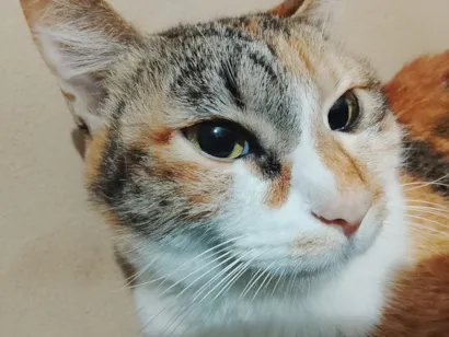 Gato raça SRD-ViraLata idade 2 anos nome princesa 