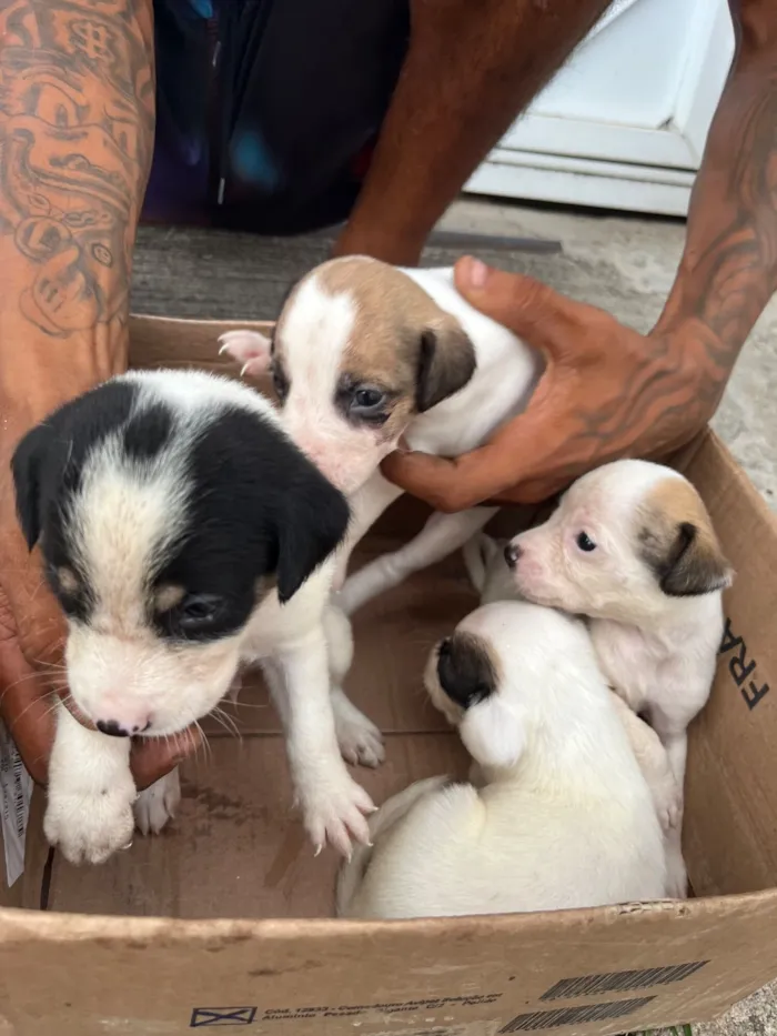 Cachorro raça SRD-ViraLata idade Abaixo de 2 meses nome Adoção de filhotes