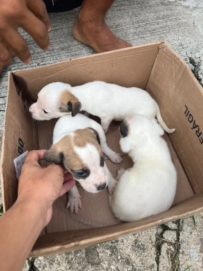 Cachorro raça SRD-ViraLata idade Abaixo de 2 meses nome Adoção de filhotes