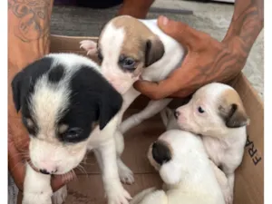 Cachorro raça SRD-ViraLata idade Abaixo de 2 meses nome Adoção de filhotes