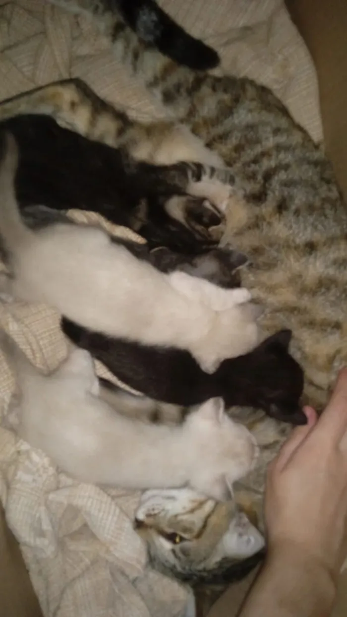 Gato raça Siamês idade 2 a 6 meses nome 1 gato macho e 4 fêmeas 