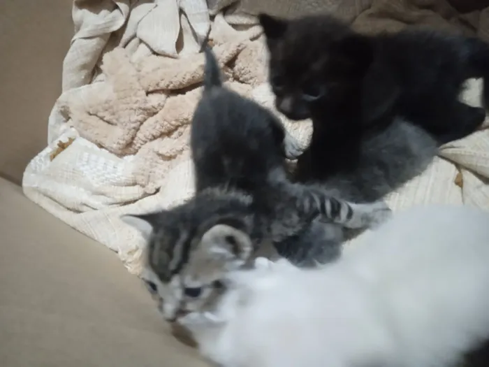 Gato raça Siamês idade 2 a 6 meses nome 1 gato macho e 4 fêmeas 